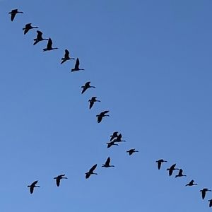 Meet your Posher, Mike